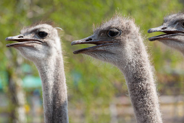 istock Three Ostrich Heads Close Up On Animal Farm 2254607281