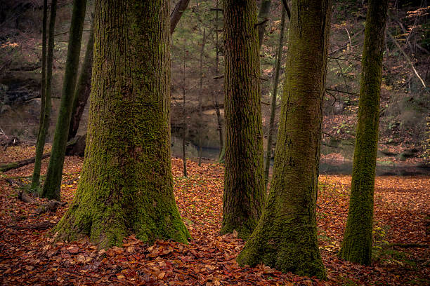 Morning hiking in Hocking Hills Ohio State Park
