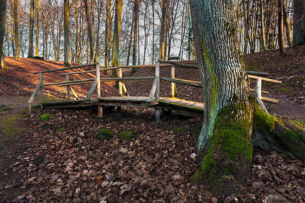 A rustic wooden bridge in a quiet forest ravine surrounded by fallen leaves and mossy trees in warm sunlight. Peaceful natural landscape.