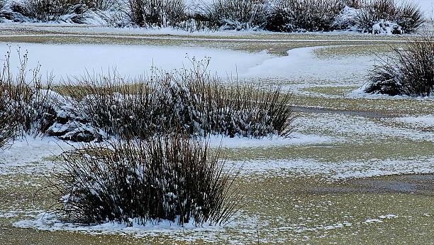 istock Snowy Marshland in Winter 2254608227