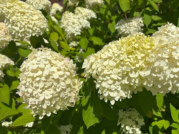 istock Hydrangea Flowers, Blooming White Hortensia 2254608629