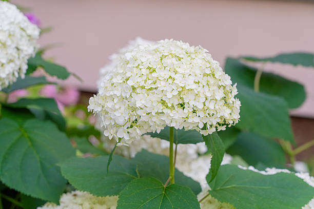 istock Hydrangea Flowers, Blooming White Hortensia, Hydrangea Paniculata Flower Closeup, Large Inflorescences 2254608638