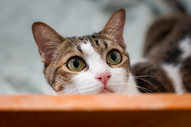 Cute cat relaxing in a basket