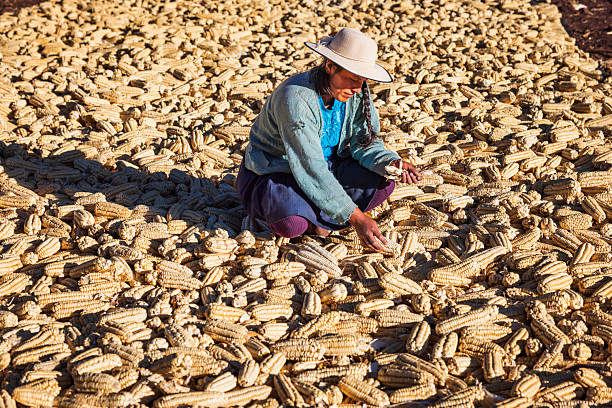 Peruvian woman drying corn on the cob in Urubamba Valley, Peru.The Sacred Valley of the Incas or Urubamba Valley is a valley in the Andes  of Peru, close to the Inca  capital of Cusco and below the ancient sacred city of Machu Picchu.