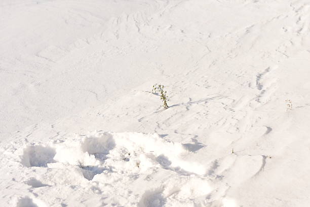 Horizontal uneven texture of fresh snow with a single thin plant. Minimal winter background with natural surface and space for text.
