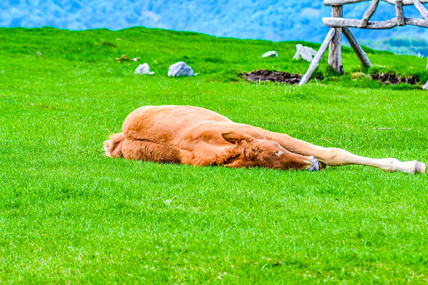 wild horses in italy south tyrol