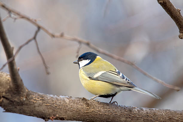 in the late winter sun.