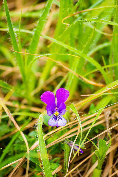 istock Bloomingwild violet spring meadow Central Balkan highlands Bulgaria 2254611424
