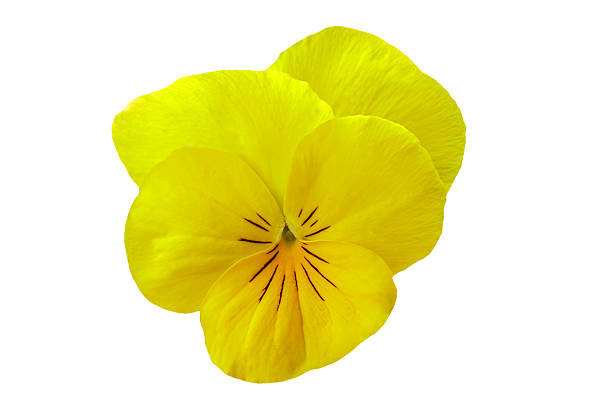 A yellow pansy flower rests on a light purple background. The flower features a dark center with yellow petals spreading outward. The scene shows simple elegance and natural beauty.