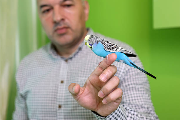 istock Budgerigar perched on a man's finger, attentively looking forward in a home environment 2254612414