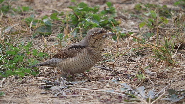 istock Eurasian Wryneck 2254613063