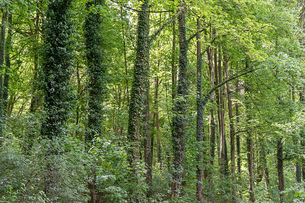 A vibrant forest scene with trees draped in ivy (Hedera helix), showcasing lush greenery and a thriving ecosystem. Ideal for depicting nature, growth, and environmental themes
