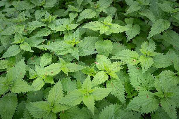istock Close-up of fresh nettle leaves 2254614840