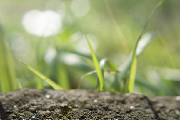 abstract mixed background featuring defocus lights on green spring grass and a rough stone surface in the foreground with a soft focus effect and bright sunlight flares on a blurry natural meadow