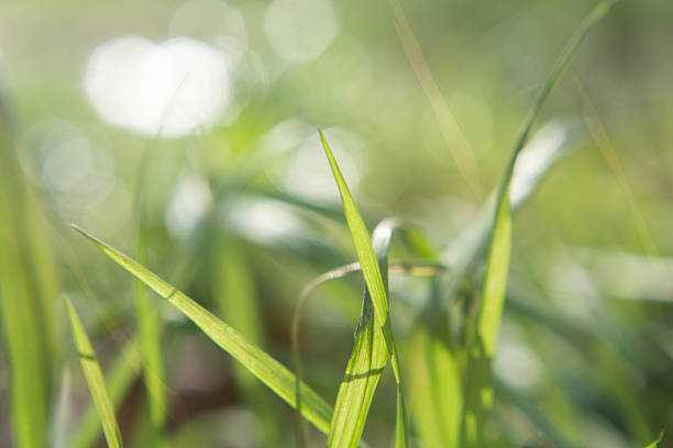 defocus lights background soft focus green spring grass abstract nature composition with blurred bokeh spots and morning sunlight for seasonal design concept of ecology, environmental protection.