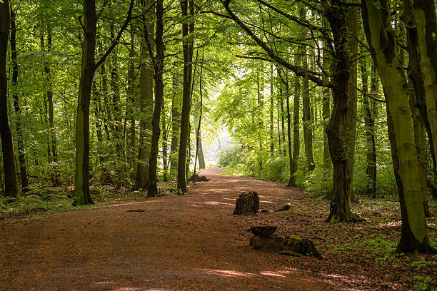 istock A winding gravel trail through a lush forest 2254615057
