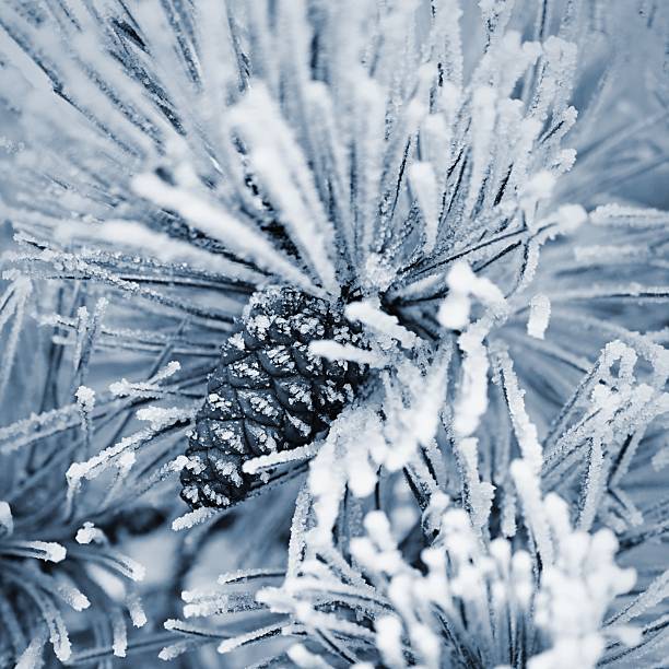 A DSLR close-up photo of a frozen pine tree branch (mountain pine) covered by rime ice. Shallow depth of field.