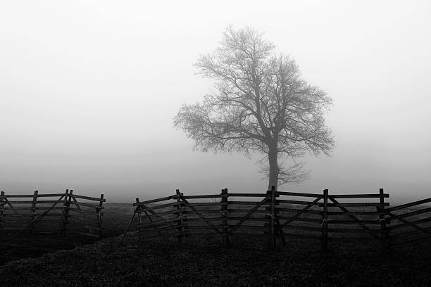 Foggy Road with Bare Trees in Winter.