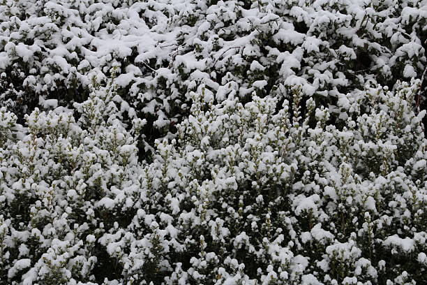 istock A group of white flowers 2254615307