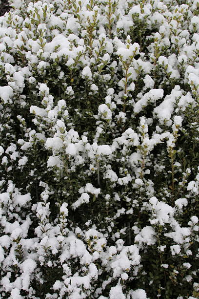 A bush with white flowers