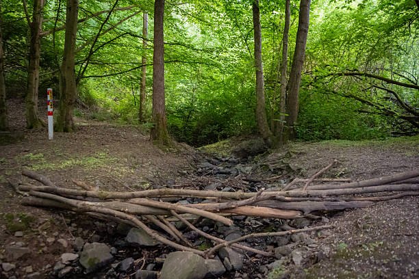 Small forest stream crossing with wooden logs forming a natural bridge, surrounded by lush green trees and fresh spring foliage.