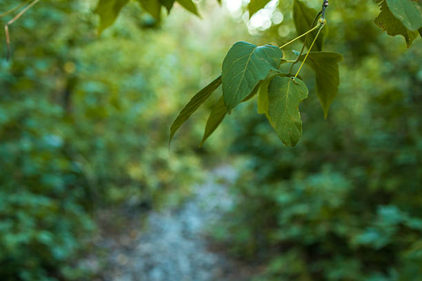 The branches of the tree are in focus, the background is blurred. natural landscape of green foliage