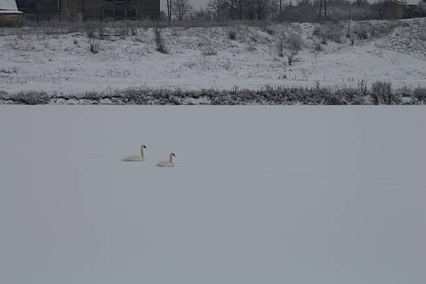 Ducks in a snowy field. Outdoor. Snow. Day. Animal. Beak
