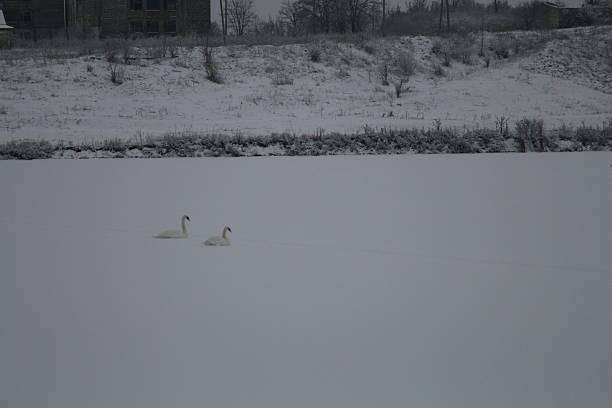 A group of ducks in a snowy field. Outdoor. Bird. Anatidae. Animal. Animals