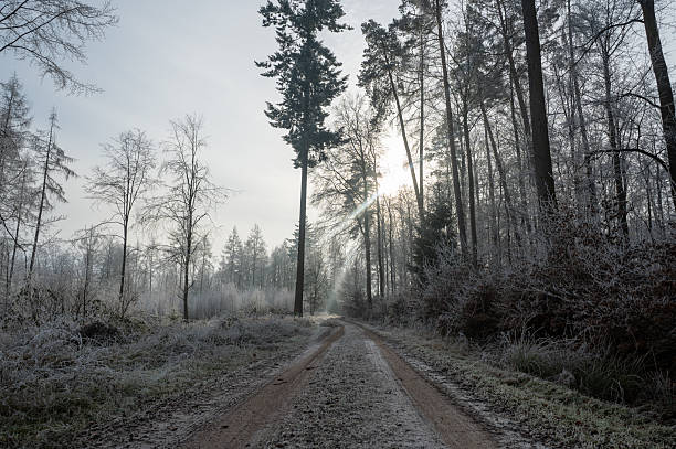 istock Lonely field path in the forest with hoarfrost and sun on a cold winter day 2254616098