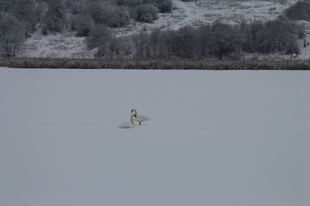 A bird walking in the snow. Outdoor. Bird. Aquatic bird. Animal. Animals
