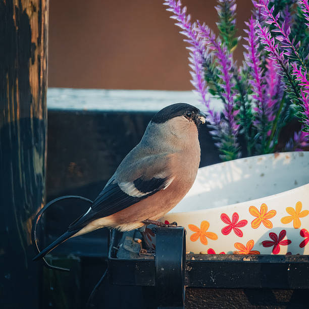 The bullfinch is a large, plump finch that feeds on buds and fruit in woodlands, hedgerows, parklands, gardens and orchards