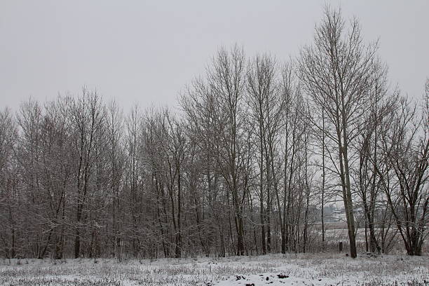 A group of trees in a snowy field. Tree. Outdoor. Sky. Field. Forest