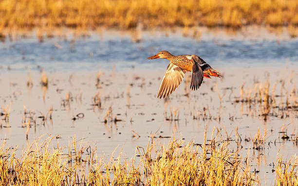istock Northern Shoveler Female Flying 2254616606