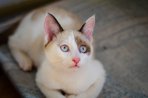 Adorable bright-haired kitten gazing affectionately at her owner