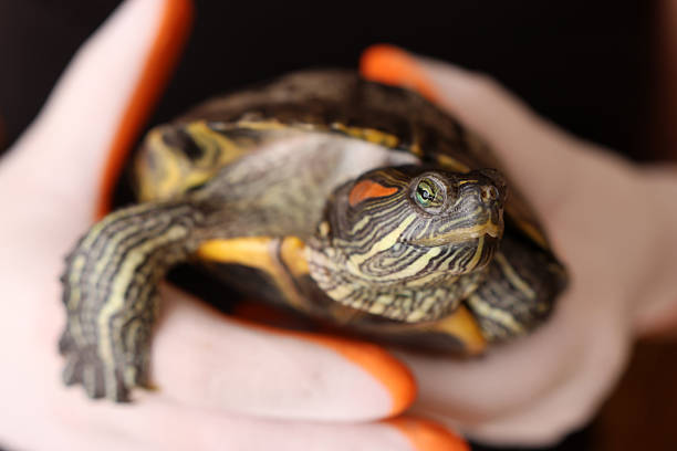 istock Red-eared slider turtle resting in palms, showing shell, limbs and calm behavior of a pet 2254618882