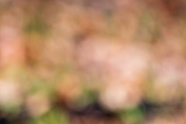 A colorful abstract image with soft, out-of-focus circles in shades of pink, orange, and green, evoking a warm garden feeling.