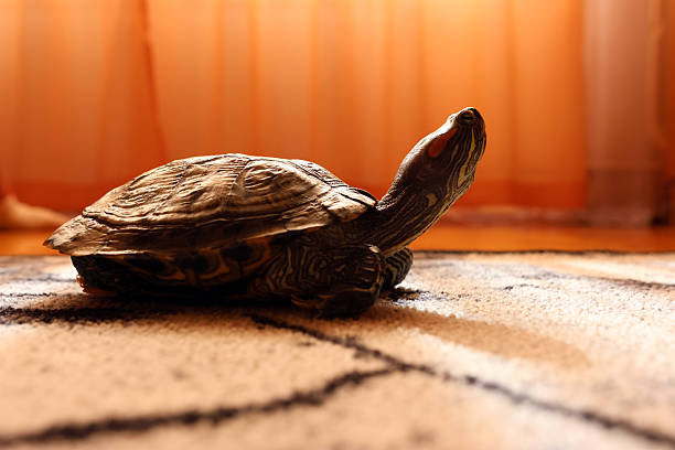 Low-angle view of a red-eared slider turtle on a carpet, emphasizing shell shape and limbs