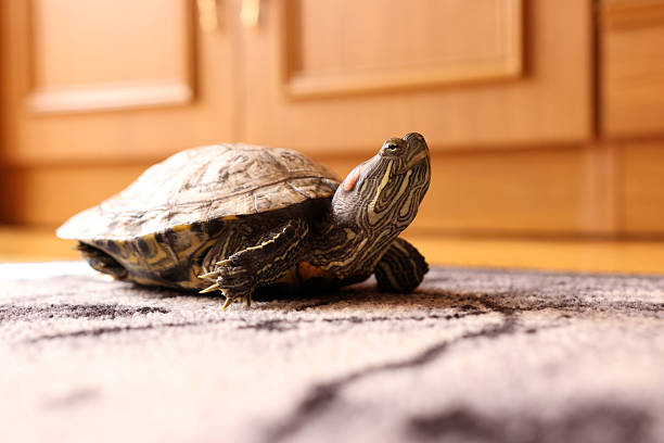 small turtle lying on asphalt road, pond slider, Trachemys scripta, Emydidae, freshwater tortoise, Chrysemys scripta elegans, unusual pet for home
