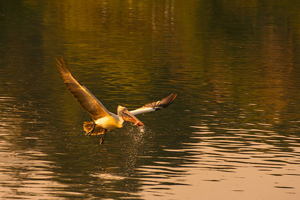 Spot-Billed Pelican seen in flight just above the water in Ranganathittu Bird Sanctuary in Mysore, Karnataka, India