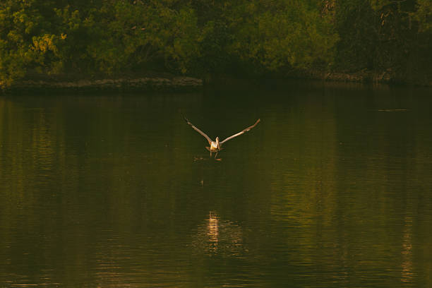 Spot-Billed Pelican seen in flight just above the water in Ranganathittu Bird Sanctuary in Mysore, Karnataka, India