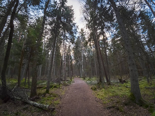 Peaceful walking path through a dense Estonian pine forest with green moss and tall trees under a soft morning sky.High quality photo