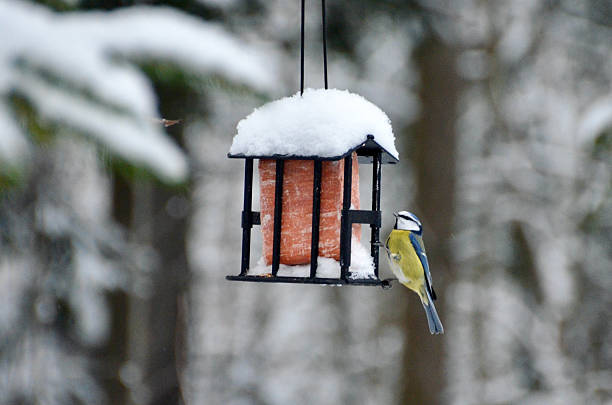 istock Blue tit bird in the winter forest 2254620181