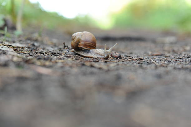 Snail  (Helix pomatia, Roman snail, Burgundy snail, escargot) crawling on the ground in the forest in summer