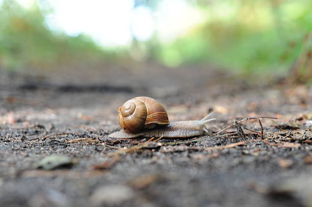 Snail  (Helix pomatia, Roman snail, Burgundy snail, escargot) crawling on the ground in the forest in summer