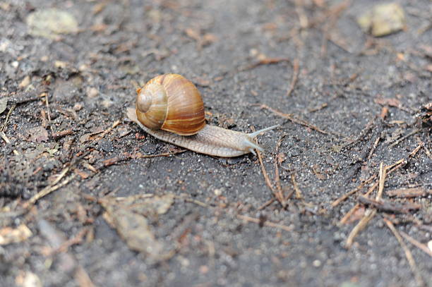 Snail  (Helix pomatia, Roman snail, Burgundy snail, escargot) crawling on the ground in the forest in summer