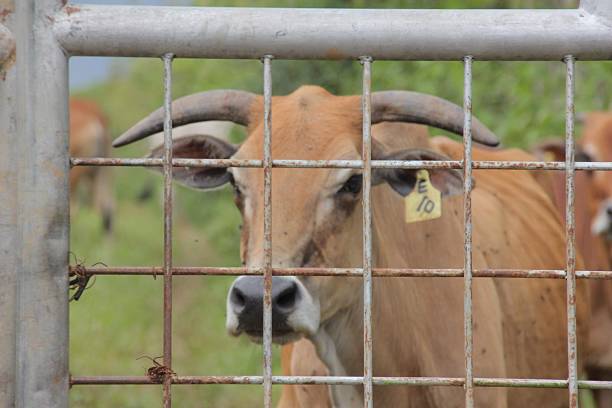 A close-up of a grazing cow in a vibrant green field, showcasing its peaceful demeanor in a rural agricultural setting, embodying nature's tranquility.