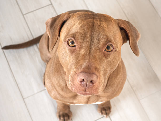 istock Cute dog. Close-up, indoor. Directly above 2254621075