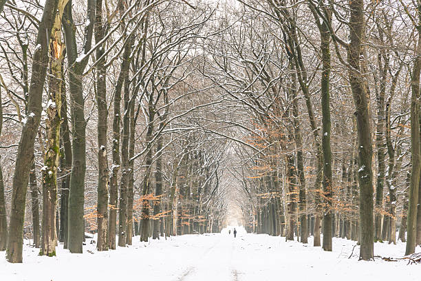 A snow-covered forest path lined with bare trees stretches into the distance, creating a serene winter landscape. Snow clings to trunks and branches, inviting a peaceful walk and quiet reflection.