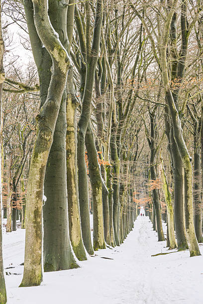 istock A snowy path through a row of bare trees in a quiet winter park setting 2254621438