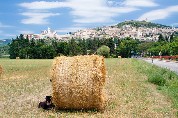 Large hay bale in a rural field with the historic town of Assisi visible in the background, blending agriculture, humor, and Italian landscape.